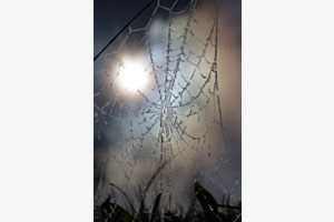 Licht gefangen im kalten Netz
