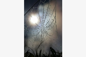 Spinnennetz mit Bokeh