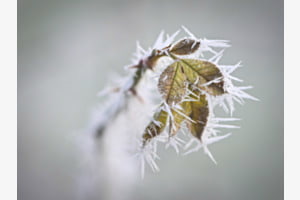 Raureif Raureif