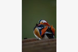 Mandarin Ente Mandarin Ente