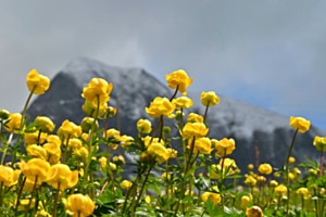 Trollblumen 