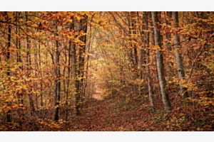 Bunter Weg