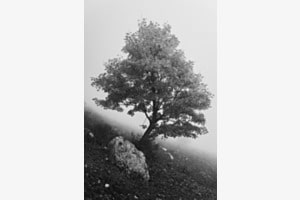Nebel-Backdrop