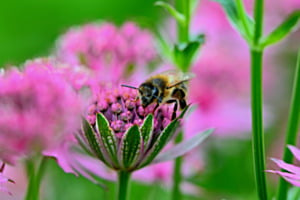 Besuch der Biene 