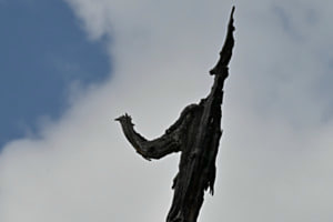 Kunst vom Wald erschaffen 