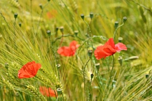 Mohn 