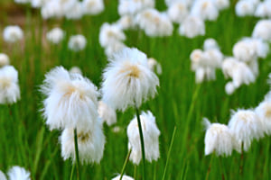 Wollgrass 