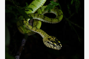 Sumatra Pit Viper beim jagen