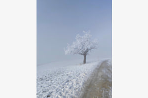 Baum im Nebel 