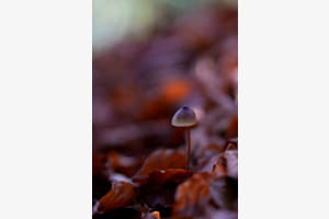 Herbstimpression 
