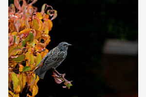 Star im Herbstlaub