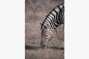 Lines in Wildlife
