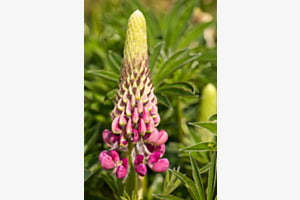 Lupine