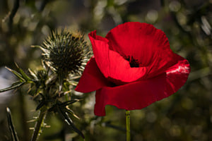 Mohnblume