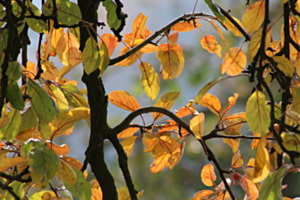 Herbstlaub
