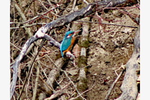Eisvogel