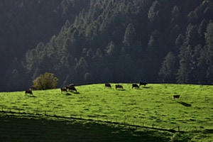 Herbstlicht