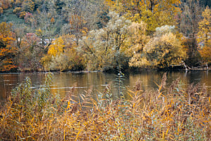 Aare im herbstkleid 