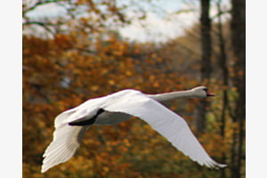 Schwan über der Aare
