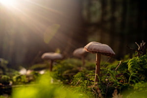 Pilze im Herbstgold