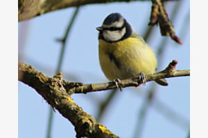 Blaumeise 