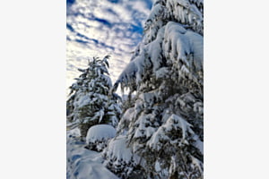 Winterdream 