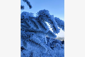Winterdreams