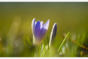 Frühlingsbote