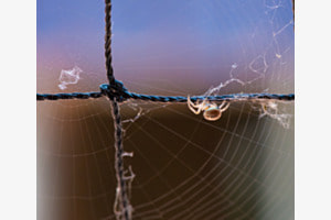 Spiderweb