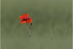 Lady in Red