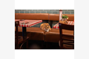 Ristorante da gatto