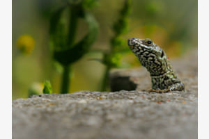 Guckst Du