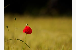 Krone der Natur 