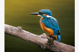Kingfisher Kingfisher