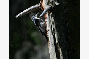 Fliegende Späne