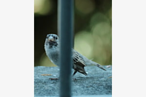 Spatz