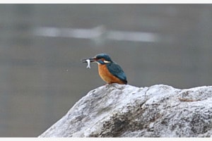 Eisvogel im Park