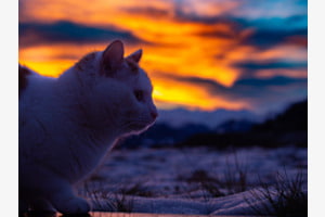 Mimi's Sunset
