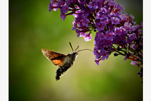 Natur Natur