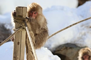 Ein neugieriger Blick im Schnee Ein neugieriger Blick im Schnee