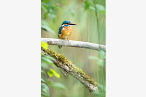 Eisvogel Eisvogel