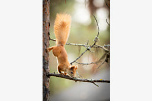 Eichhörnchen ganz flink Eichhörnchen ganz flink