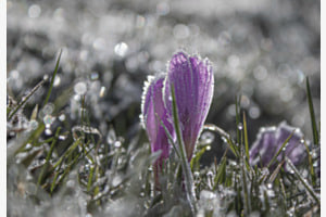 Winter vs. Frühling ♡