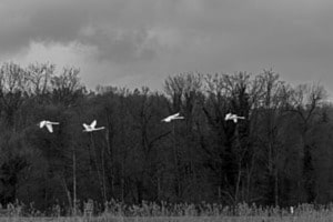 4 Flieger ♡