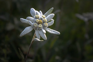 EDELweiss