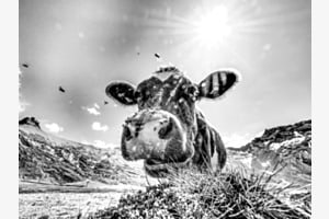auf der Engstligenalp