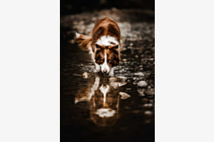 Bordercollie