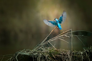 Blue angel