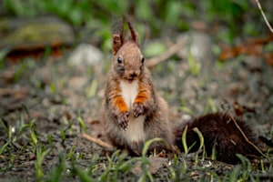 Happy squirrel