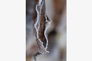 Leaf